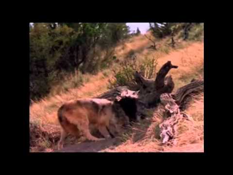 Gray Wolves