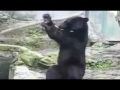 Curiosos animales graciosos