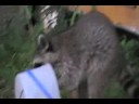 Cats, Coons, & Cut-ups Cats, Coons, & Cut-ups