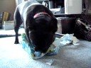 George is destructive pt. 2