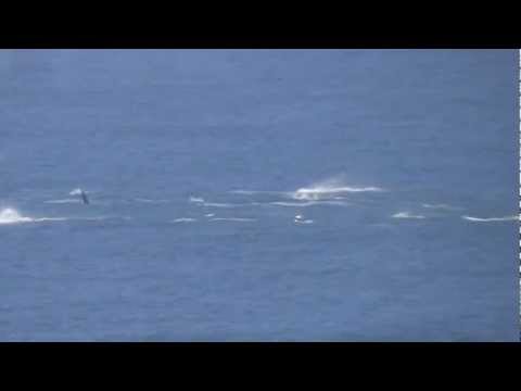 Golfinhos, próximos à Angra dos Reis/RJ - filmagem a bordo do Cruzeiro MSC Fantasia.