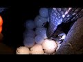 Leatherback: Satellite Tracking Solomon Islands