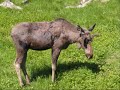Newfoundland Moose