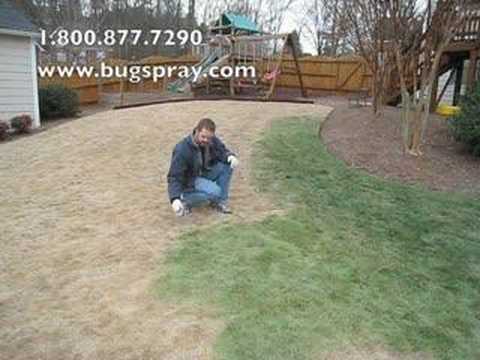 how to dye zoysia grass