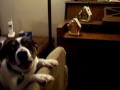 Dog Sings Christmas Songs Dog Sings Christmas Songs