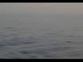 dolphins-aft-empress