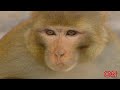 Legions of Monkeys in the City