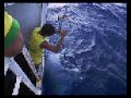 Captura de Raia Manta no espinhel pelágico