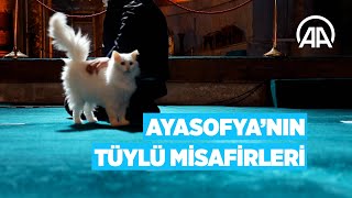 Ayasofya’nın Tüylü Misafirleri: Kediler