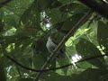 Eastern Striped Manakin