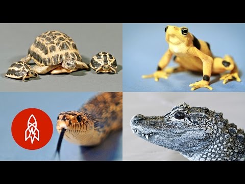 YouTube reptile video