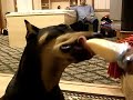 Doberman eating a popsicle