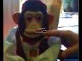 jerrytouch-my-monkey.html