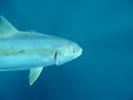east coast pelagic fishing