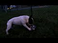 bouledogue francese