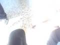 videos de maltratadaaaa
