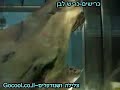 Frozen Great White Shark - ???? ??? ??????