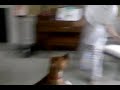 Nina the wonder dog!! Ep. 1
