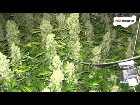 how to grow huge buds
