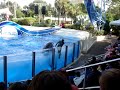 Delfinshow i Seaworld, Orlando
