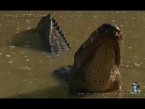 Male Alligator