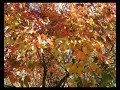 Autumn\\ Syksy\\ ????? ? ?????????? Autumn\\ Syksy\\ ????? ? ??????????