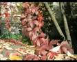 Autumn\ Syksy\ Осень и Чайковский