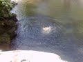 Fatkin jumping off hill