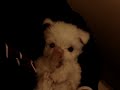 cachorro maltes cachorro maltes