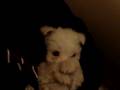 cachorro maltes