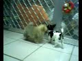 pomeranian puppies. pomeranian puppies.