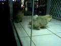 Pomeranian video