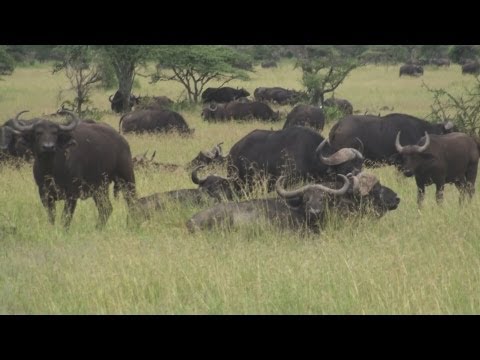 African Buffalo - Serengeti