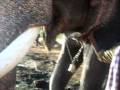 videos de The elephant of pride of dasara -  balarama