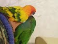 Birdie love