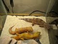 The Leopard Gecko\ The Leopard Gecko\