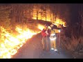 lloyd-cole-the-commotions-forest-fire-.html