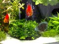 Discus Symphysodon Aequifasciatus