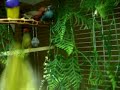 mes oiseaux