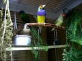 mes oiseaux