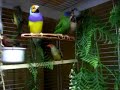 mes oiseaux