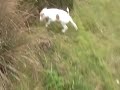 MOV004 chasse le dressage d'Eden.avi