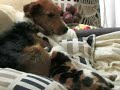Perro y gato amigos - Espa�ol pjwvideo