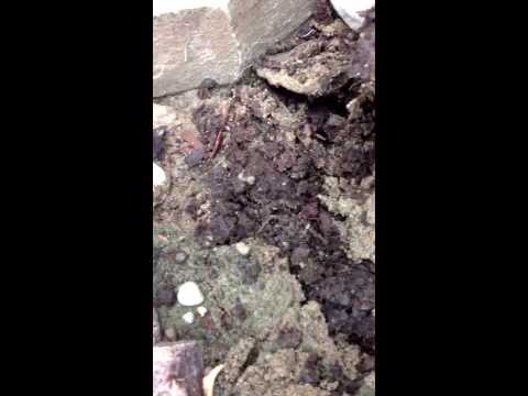 how to transplant prickly pear cactus