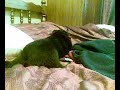 Anna - Rottweiler puppy, my sweat heart.