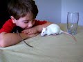 Rat Fight! Rat Fight!