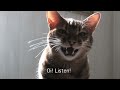 See Video