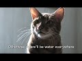 Cats Against Climate Change
