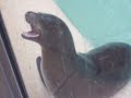 Noisy Seals Noisy Seals