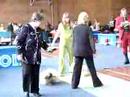 Sillamäe CAC dogshow, pekingese ring 19.04.2008 Sillamäe CAC dogshow, pekingese ring 19.04.2008
